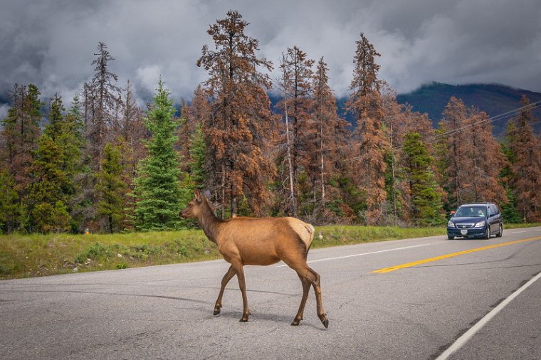 207 Jasper NP, wapiti hert.jpg